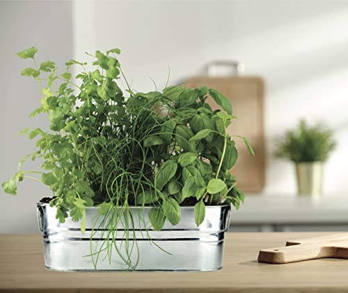 BUZZY Organic Windowsill Grow Kit | Kitchen Herbs: Basil, Cilantro, and Chives | Best Gardening Gifts, Favors, Parties, Events, Unique, and Fun | Growth Guaranteed