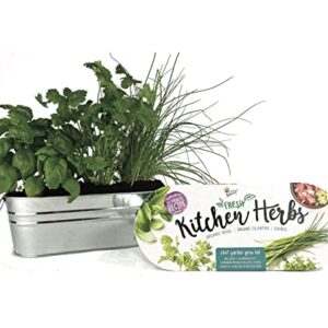 BUZZY Organic Windowsill Grow Kit | Kitchen Herbs: Basil, Cilantro, and Chives | Best Gardening Gifts, Favors, Parties, Events, Unique, and Fun | Growth Guaranteed