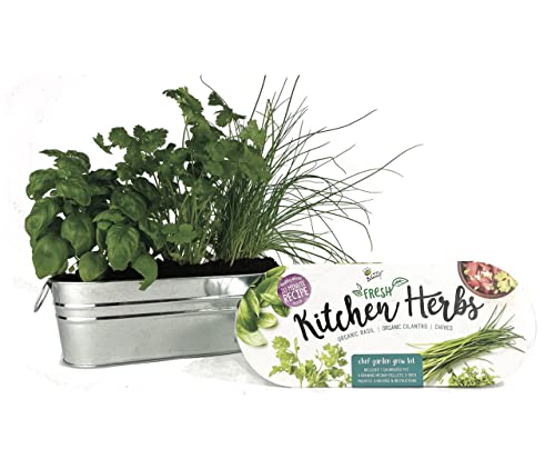 BUZZY Organic Windowsill Grow Kit | Kitchen Herbs: Basil, Cilantro, and Chives | Best Gardening Gifts, Favors, Parties, Events, Unique, and Fun | Growth Guaranteed