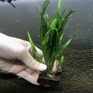 Microsorum Java Fern on Driftwood (2-3 Inches)