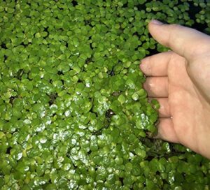 40+ giant duckweed (spirodela polyrhiza) live floating plants for aquarium or pond by tmdfishkeeping