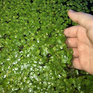 40+ Giant Duckweed (Spirodela polyrhiza) Live Floating Plants for Aquarium or Pond by TMDFishKeeping