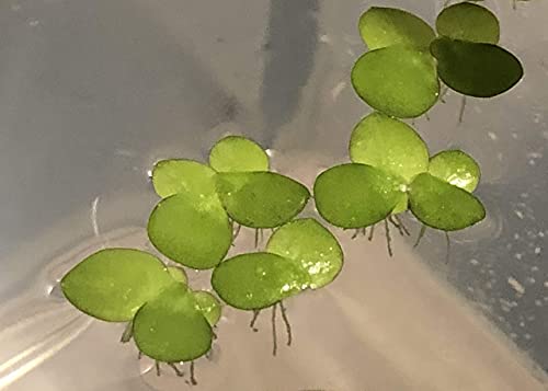 40+ Giant Duckweed (Spirodela polyrhiza) Live Floating Plants for Aquarium or Pond by TMDFishKeeping