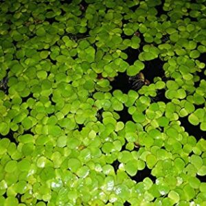 40+ Giant Duckweed (Spirodela polyrhiza) Live Floating Plants for Aquarium or Pond by TMDFishKeeping