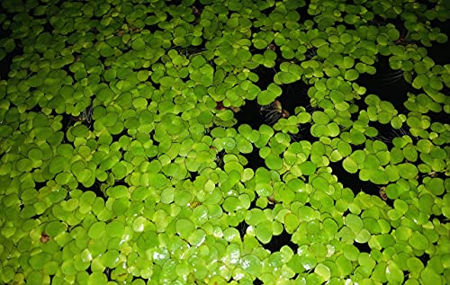 40+ Giant Duckweed (Spirodela polyrhiza) Live Floating Plants for Aquarium or Pond by TMDFishKeeping