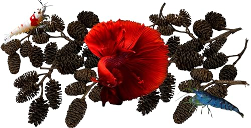 Alder & Casuarina Cones Betta/Shrimp Tank Promotes Natural Habitat, Breeding, Tannin Producing Improves Immunity, Easy to Use, Alder Cone Alternative by Awesome Aquatic (50 Pack Alder)