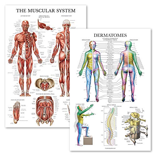 Palace Learning 2 Pack - Muscular System Anatomy Poster + Dermatomes Anatomical Chart