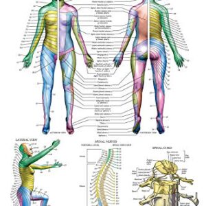 Palace Learning 2 Pack - Muscular System Anatomy Poster + Dermatomes Anatomical Chart