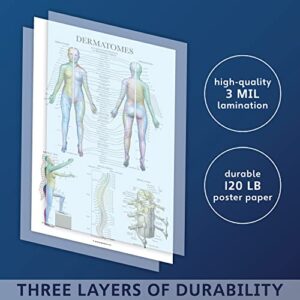 Palace Learning 2 Pack - Muscular System Anatomy Poster + Dermatomes Anatomical Chart