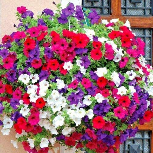 Dwarf Petunia Mix Flower Seeds Garden/Containers Hanging Baskets Window Box rasa1ca (2000+ Seeds)