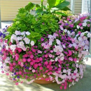 Dwarf Petunia Mix Flower Seeds Garden/Containers Hanging Baskets Window Box rasa1ca (2000+ Seeds)