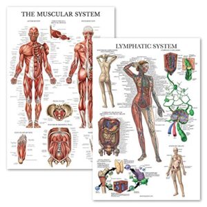 palace learning 2 pack - muscular system anatomical poster + lymphatic system anatomy chart