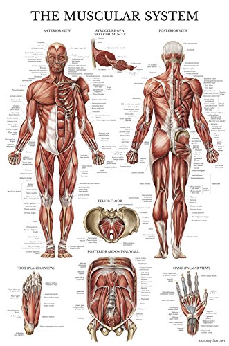 Palace Learning 2 Pack - Muscular System Anatomical Poster + Lymphatic System Anatomy Chart