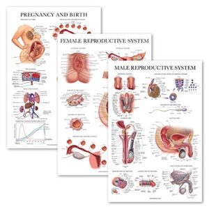 3 pack - female reproductive system anatomical poster + male reproductive system + pregnancy and birth anatomy charts