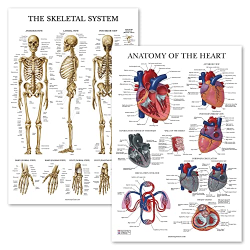 2 Pack - Skeletal System Anatomical Poster + Heart Anatomy Chart - Laminated