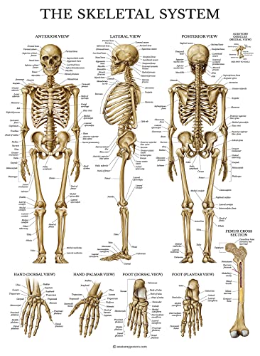 2 Pack - Skeletal System Anatomical Poster + Heart Anatomy Chart - Laminated