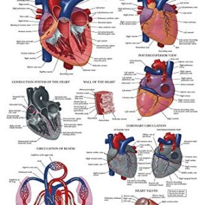 2 Pack - Skeletal System Anatomical Poster + Heart Anatomy Chart - Laminated