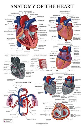 2 Pack - Skeletal System Anatomical Poster + Heart Anatomy Chart - Laminated