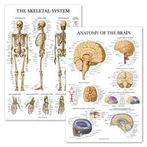palace learning 2 pack - skeletal system anatomical poster + brain anatomy chart - laminated
