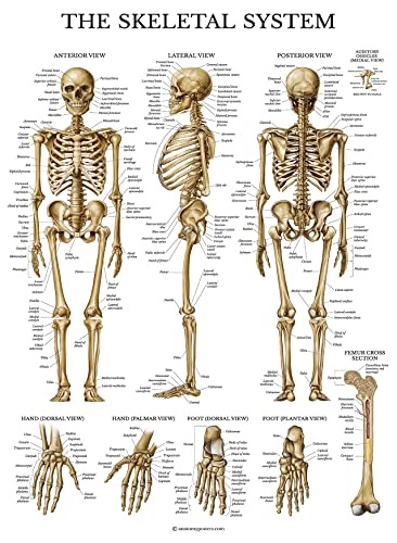 Palace Learning 2 Pack - Skeletal System Anatomical Poster + Brain Anatomy Chart - Laminated