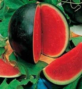 somarac - fresh seeds - bush sugar baby watermelon 40+ seeds