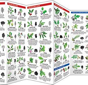 Trees: A Folding Pocket Guide to Familiar North American Plants (Wildlife and Nature Identification)