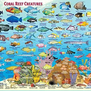 Jamaica Dive Map & Coral Reef Creatures Guide Franko Maps Laminated Fish Card