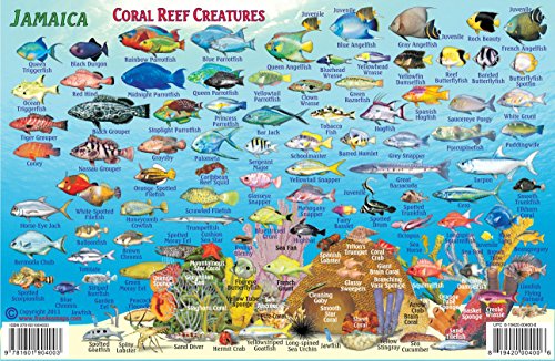 Jamaica Dive Map & Coral Reef Creatures Guide Franko Maps Laminated Fish Card