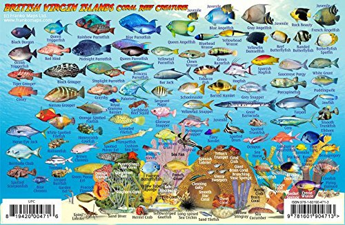 British Virgin Islands Dive Map & Coral Reef Creatures Guide Franko Maps BVI Laminated Fish Card