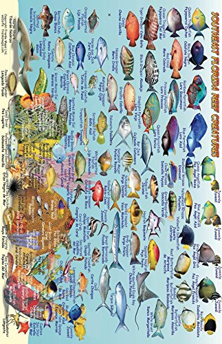 Southeast Florida Dive Map & Coral Reef Creatures Guide Franko Maps Laminated Fish Card