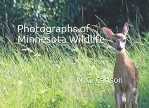 photographs of minnesota wildlife (wildlife photographs)