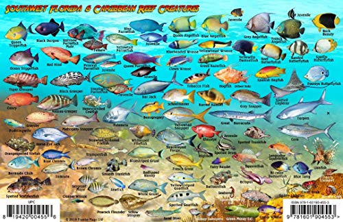 Southwest Florida Dive Map & Coral Reef Creatures Guide Franko Maps Laminated Fish Card