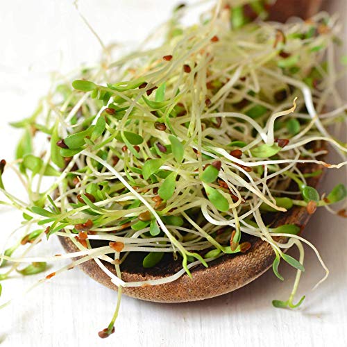 Certified Organic Alfalfa Sprouting Seed- 8 Oz - Handy Pantry Brand - High Sprout Germination- Edible Seeds, Gardening, Hydroponics, Growing Salad Sprouts, Planting, Food Storage & More