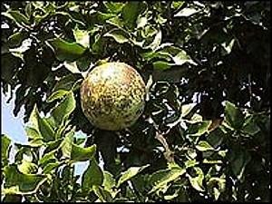 Bael Fruit Tree 8 Seeds - Aegle - Wood Apple