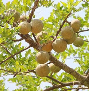 bael fruit tree 8 seeds - aegle - wood apple