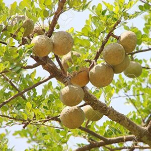 Bael Fruit Tree 8 Seeds - Aegle - Wood Apple