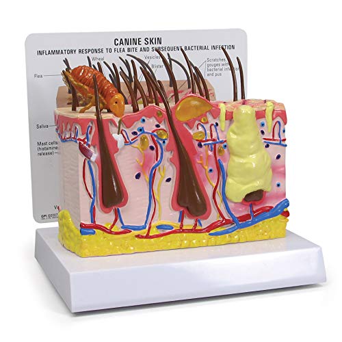 GPI Anatomicals - Canine Skin Model, Skin Model with Flea Bite for Canine Anatomy and Physiology Education, Anatomy Model for Veterinarian’s Office and Classrooms, Medical Study Supplies