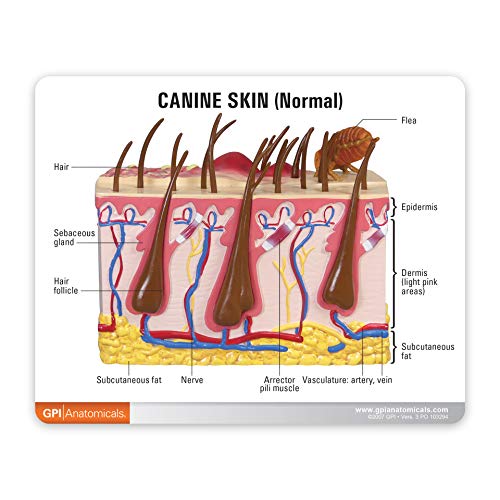 GPI Anatomicals - Canine Skin Model, Skin Model with Flea Bite for Canine Anatomy and Physiology Education, Anatomy Model for Veterinarian’s Office and Classrooms, Medical Study Supplies