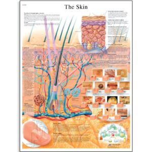 3b scientific vr1283l glossy laminated paper the skin anatomical chart, poster size 20" width x 26" height