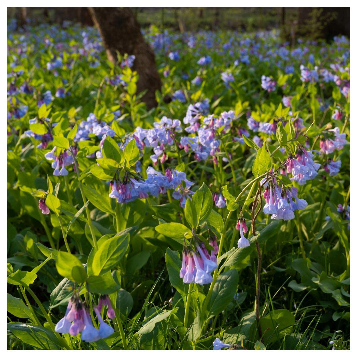 Everwilde Farms - 20 Virginia Bluebells Native Wildflower Seeds - Gold Vault Jumbo Seed Packet