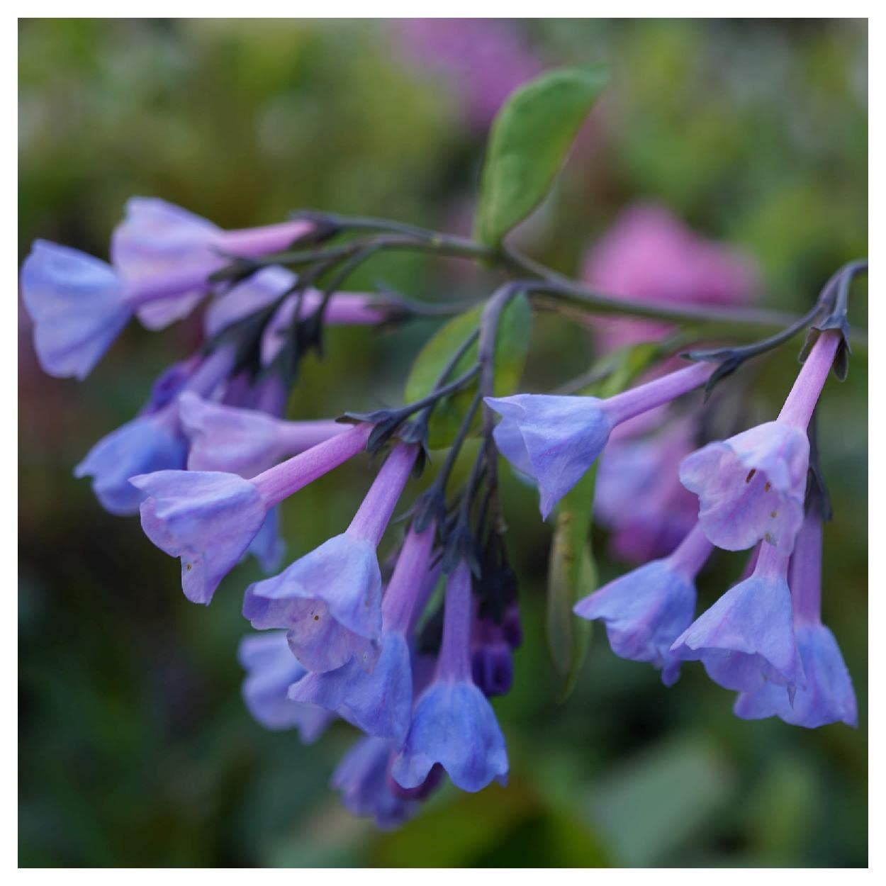 Everwilde Farms - 20 Virginia Bluebells Native Wildflower Seeds - Gold Vault Jumbo Seed Packet