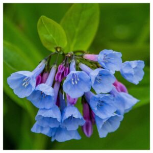 Everwilde Farms - 20 Virginia Bluebells Native Wildflower Seeds - Gold Vault Jumbo Seed Packet