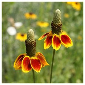 everwilde farms - 1/4 lb mexican hat native wildflower seeds - gold vault