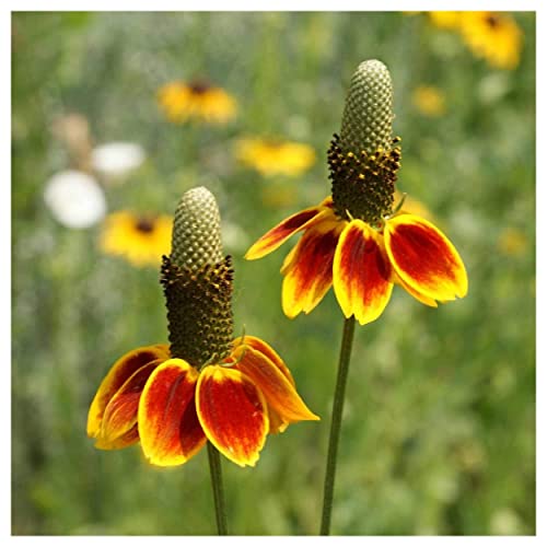Everwilde Farms - 1/4 Lb Mexican Hat Native Wildflower Seeds - Gold Vault