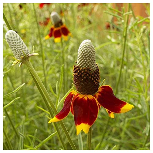 Everwilde Farms - 1/4 Lb Mexican Hat Native Wildflower Seeds - Gold Vault