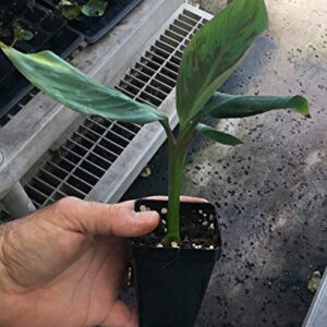 Manzano "Apple" Banana Plant ***Rare*** Live Manzano "Apple" Banana Tree