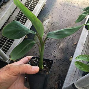 Manzano "Apple" Banana Plant ***Rare*** Live Manzano "Apple" Banana Tree