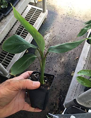 Manzano "Apple" Banana Plant ***Rare*** Live Manzano "Apple" Banana Tree