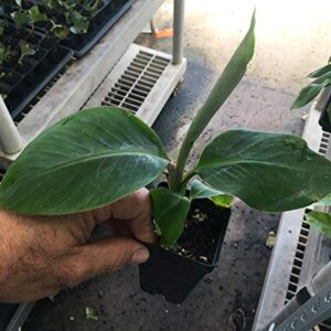 Manzano "Apple" Banana Plant ***Rare*** Live Manzano "Apple" Banana Tree