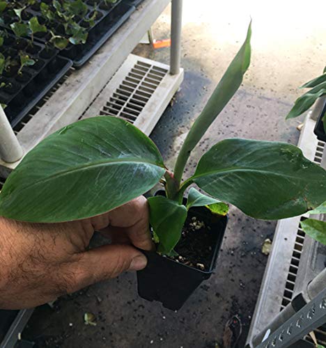 Manzano "Apple" Banana Plant ***Rare*** Live Manzano "Apple" Banana Tree